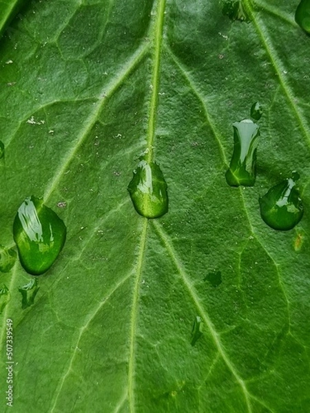Obraz water drop on leaf