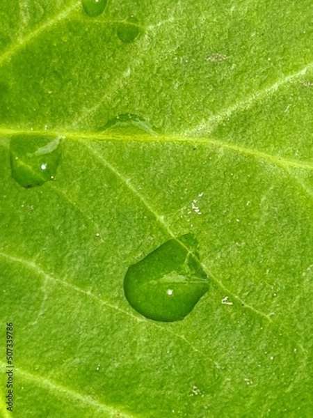 Obraz leaf with water drops
