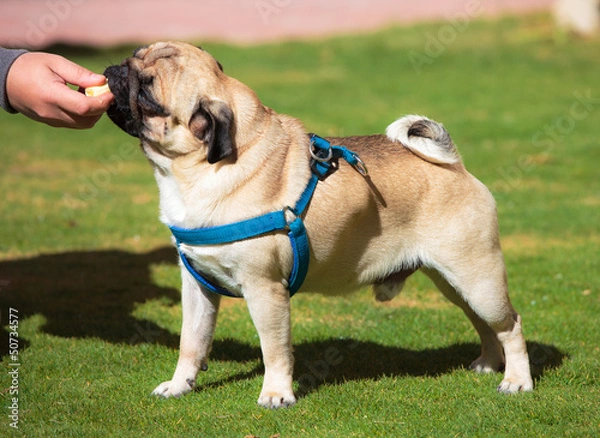 Fototapeta Dog Pug with pleasure eats Banana