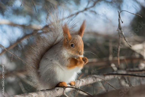 Obraz Squirrel that eateth up the nuts