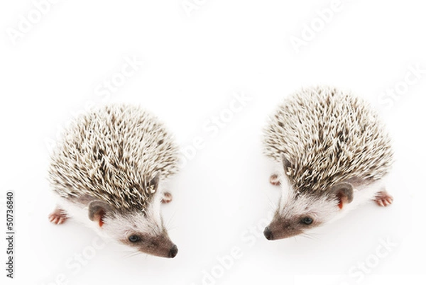 Obraz african pygmy hedgehog