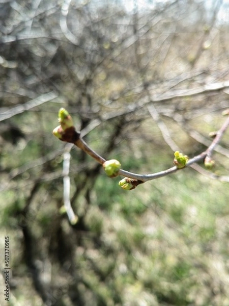 Obraz Cherry blossom buds 