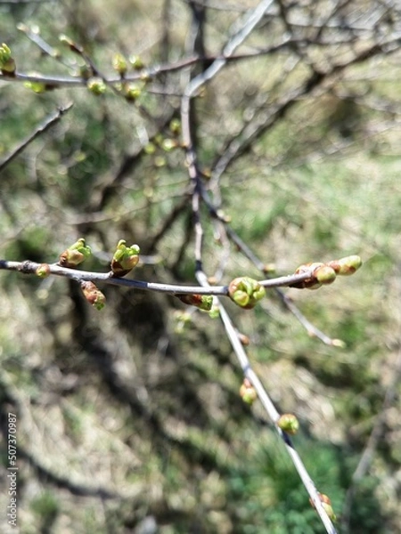 Fototapeta spring buds on a branch