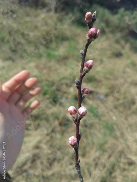 Obraz hand holding a tree