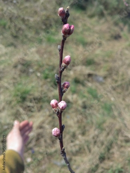 Obraz buds of willow