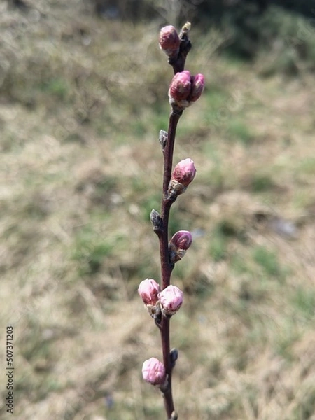Obraz Peach flower buds