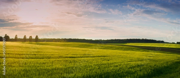 Fototapeta Beautiful landscape at sunset at field of spikelets in windy weather. There are trees on the horizon.