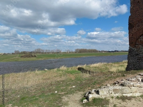 Obraz sheep in the field