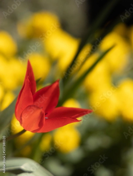 Obraz yellow tulip flower