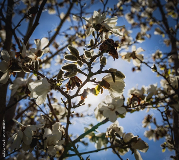 Obraz blossoming tree