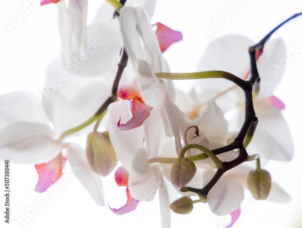 Obraz orchid on white