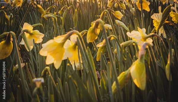 Obraz yellow flowers in spring