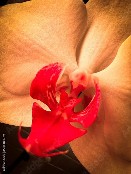 Obraz red rose in a hand