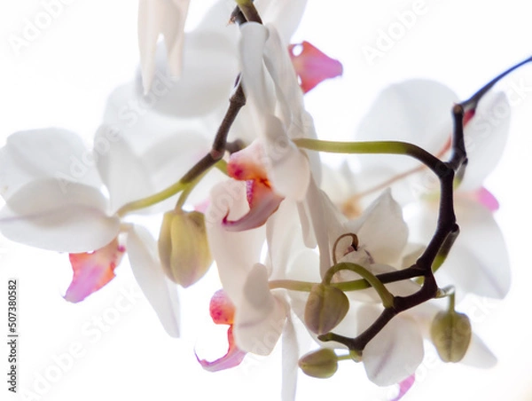 Obraz orchid on white