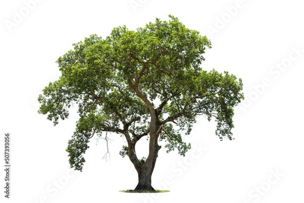Fototapeta Tree isolated on white background high resolution for graphic decoration, suitable for both web and print media
