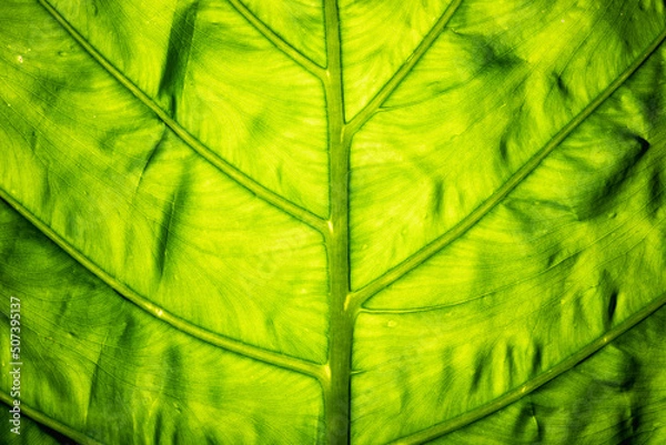 Fototapeta Green leaf background. Translucent vein texture. Leaf texture. leaves background.
