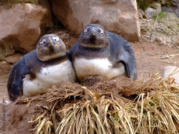 Obraz two sleepy penguins