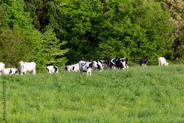 Obraz 牧場で優雅に過ごす牛（ホルスタイン）　福井県奥越高原牧場