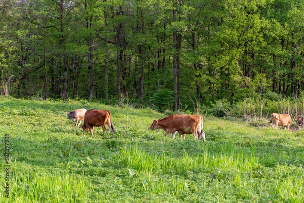 Obraz 牧場で優雅に過ごす牛　福井県奥越高原牧場