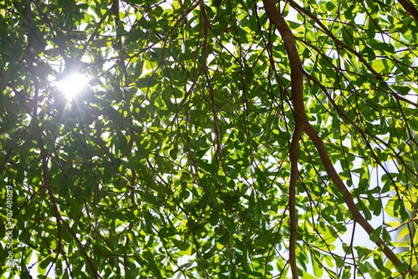 Fototapeta Sunlight shines through the branches and leaves, creating a ray of light.