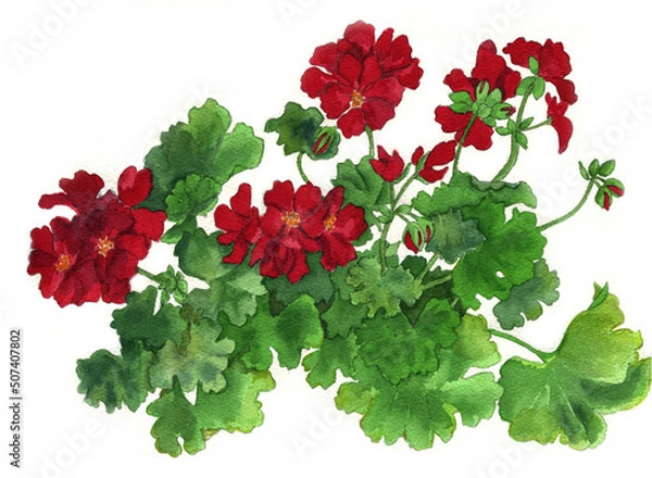 Obraz 花の絵／ゼラニューム。花の表情を華やかにかわいく素敵に表現した水彩画です。花好きな一人の作家による作品集です。