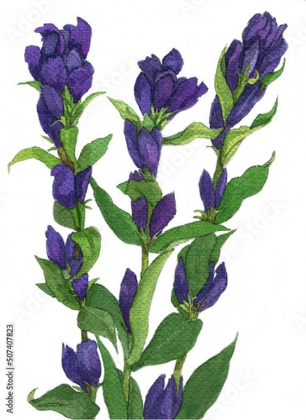 Obraz 花の絵／リンドウ。花の表情を華やかにかわいく素敵に表現した水彩画です。花好きな一人の作家による作品集です。