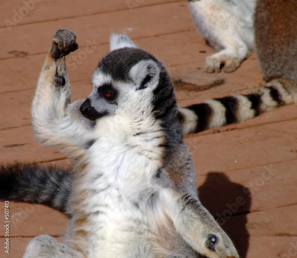 Obraz i'm strong,ring tailed lemur