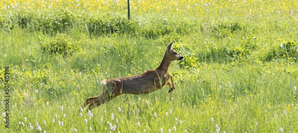 Obraz deer in the grass