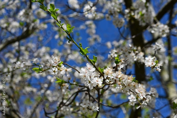 Obraz blossoming tree