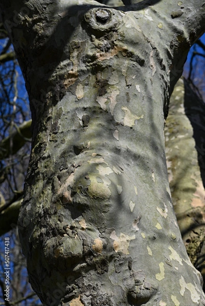 Obraz trunk of a tree