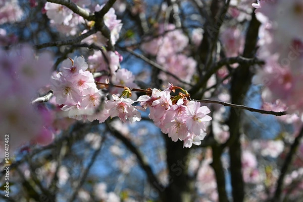 Obraz cherry blossom