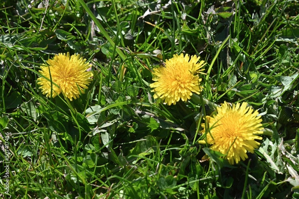 Obraz dandelion in the grass