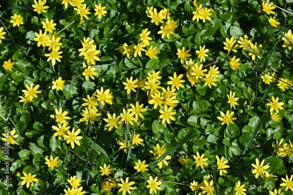 Obraz yellow dandelions background