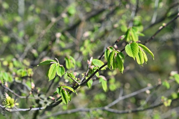 Obraz leaves on a branch