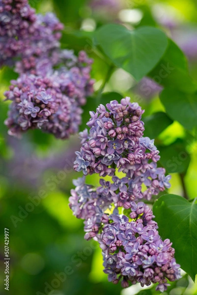 Obraz Lilac branches close up