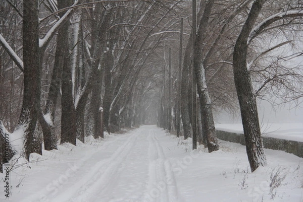 Obraz snow covered trees