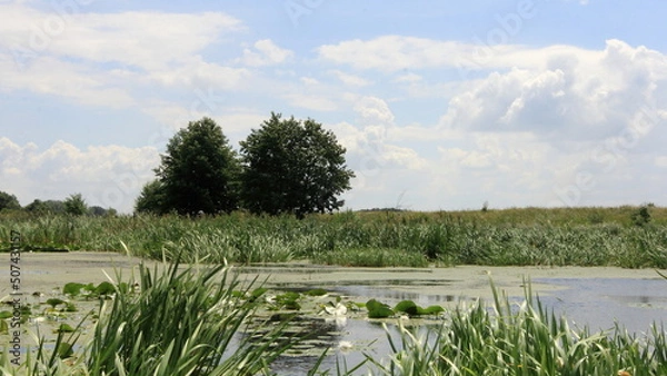 Obraz lake in the forest