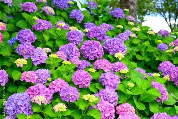 Fototapeta 満開の紫陽花の花、美しい庭のアジサイ	
