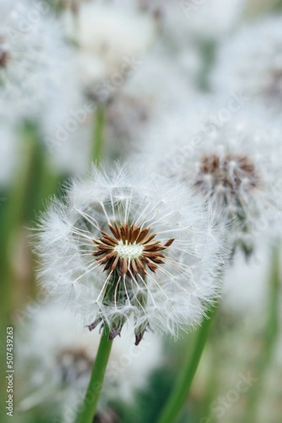 Fototapeta Macro dandelion at nature green background. Freedom to Wish. Seed macro closeup. Goodbye Summer. Hope and dreaming concept. Fragility. Springtime. soft focus. Macro nature.