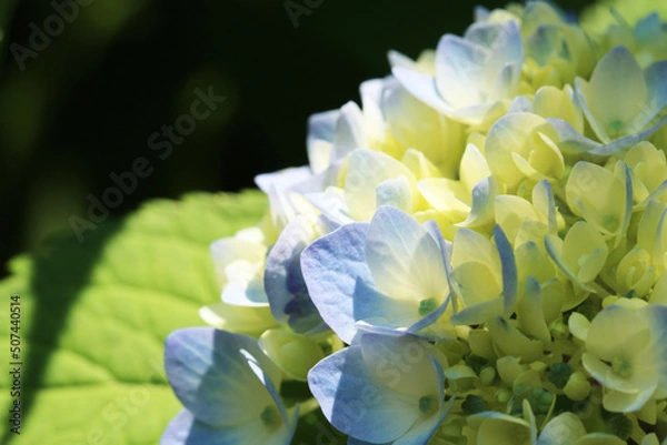 Obraz 色づき始めて間もないところどころほんのり青い紫陽花のマクロ。右寄り