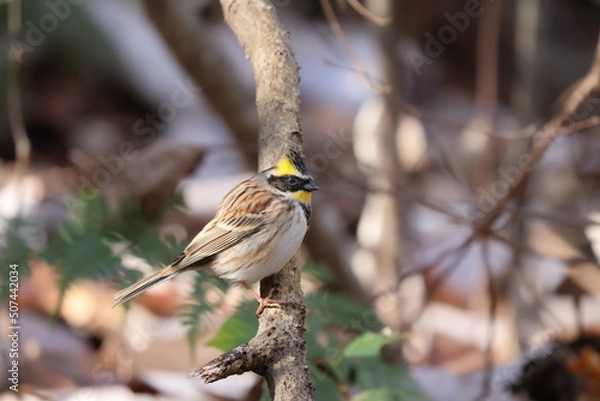 Fototapeta ミヤマホオジロ