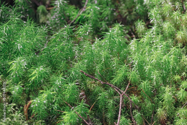 Fototapeta 緑の森