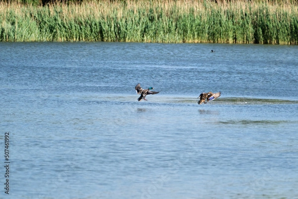 Obraz birds are running over the water