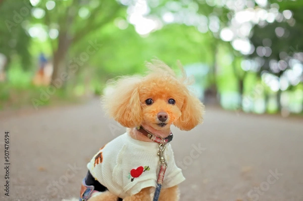 Fototapeta 新緑とトイプードル