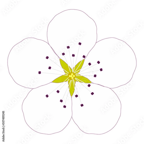 Obraz 一輪の白い梨の花
