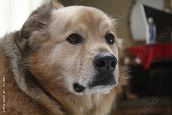 Fototapeta Side portrait of a dog