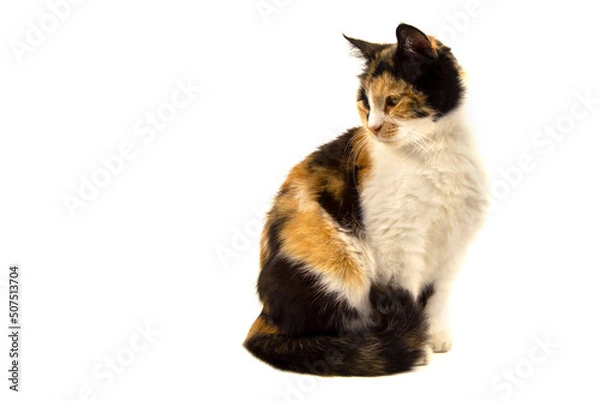 Obraz three colored cat isolated on white background with space for text
