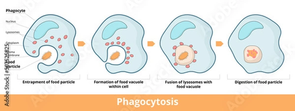Fototapeta Detailed process of phagocytosis in four stages: entrapment of food particle, formation of food vacuole within cell, fusion of vacuole and lysosomes, digestion of food particle. 