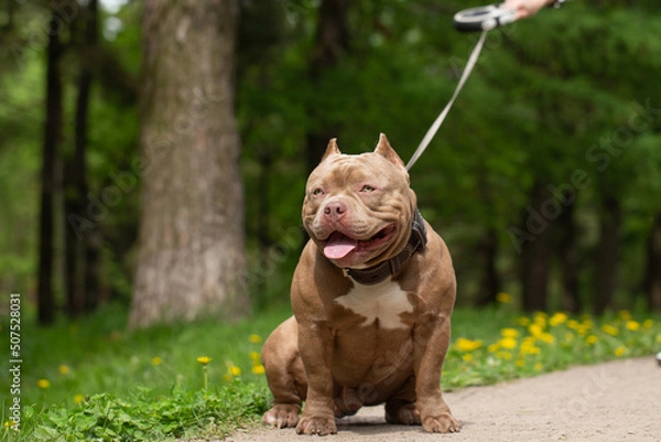 Fototapeta An American Bully dog on a walk in the park on a leash.