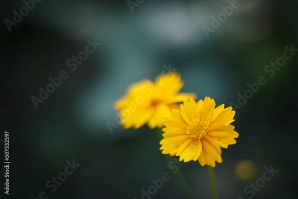Obraz yellow flower closeup